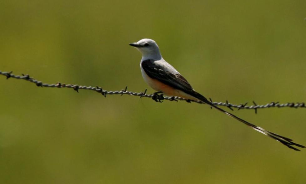 State bird